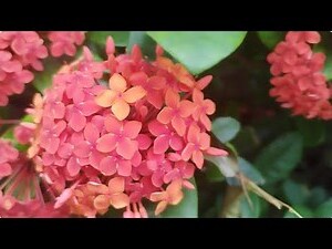 橘色 橙色